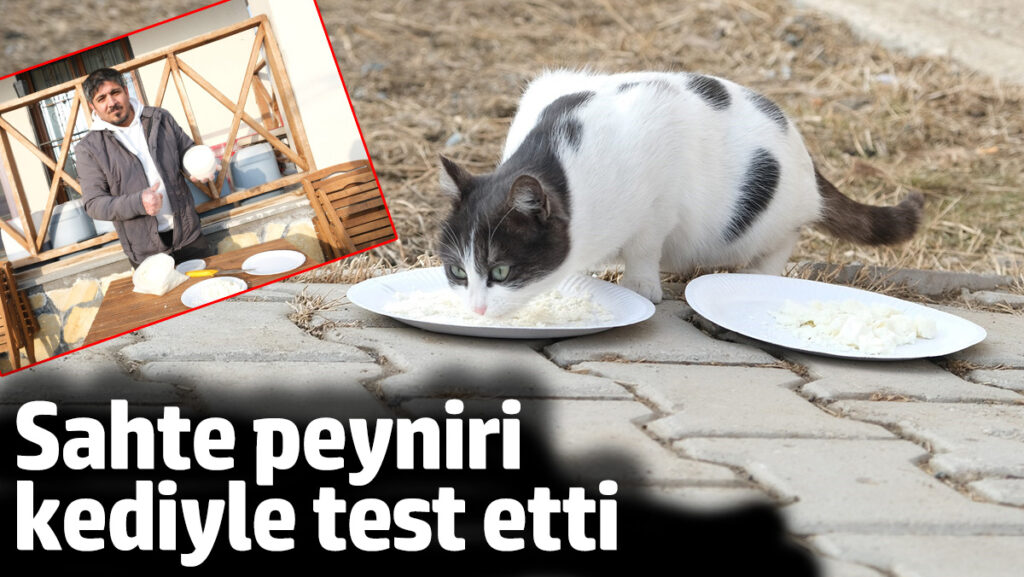 erzincanda sahte peyniri kediyle test etti rQ3cAUdw