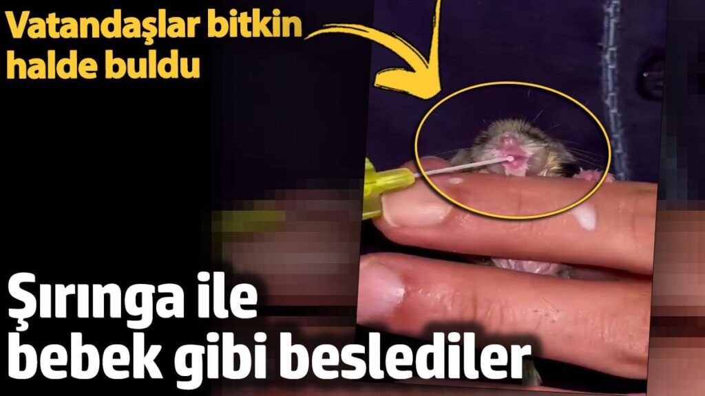 erzurumda bitkin halde bulundu yediuyuru siringa ile bebek gibi beslediler j5ajp2su