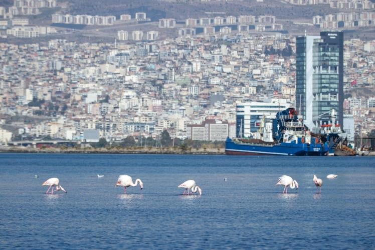 izmir korfezi flamingolar ve pelikanlar renklendi 0 LXCHe2mi