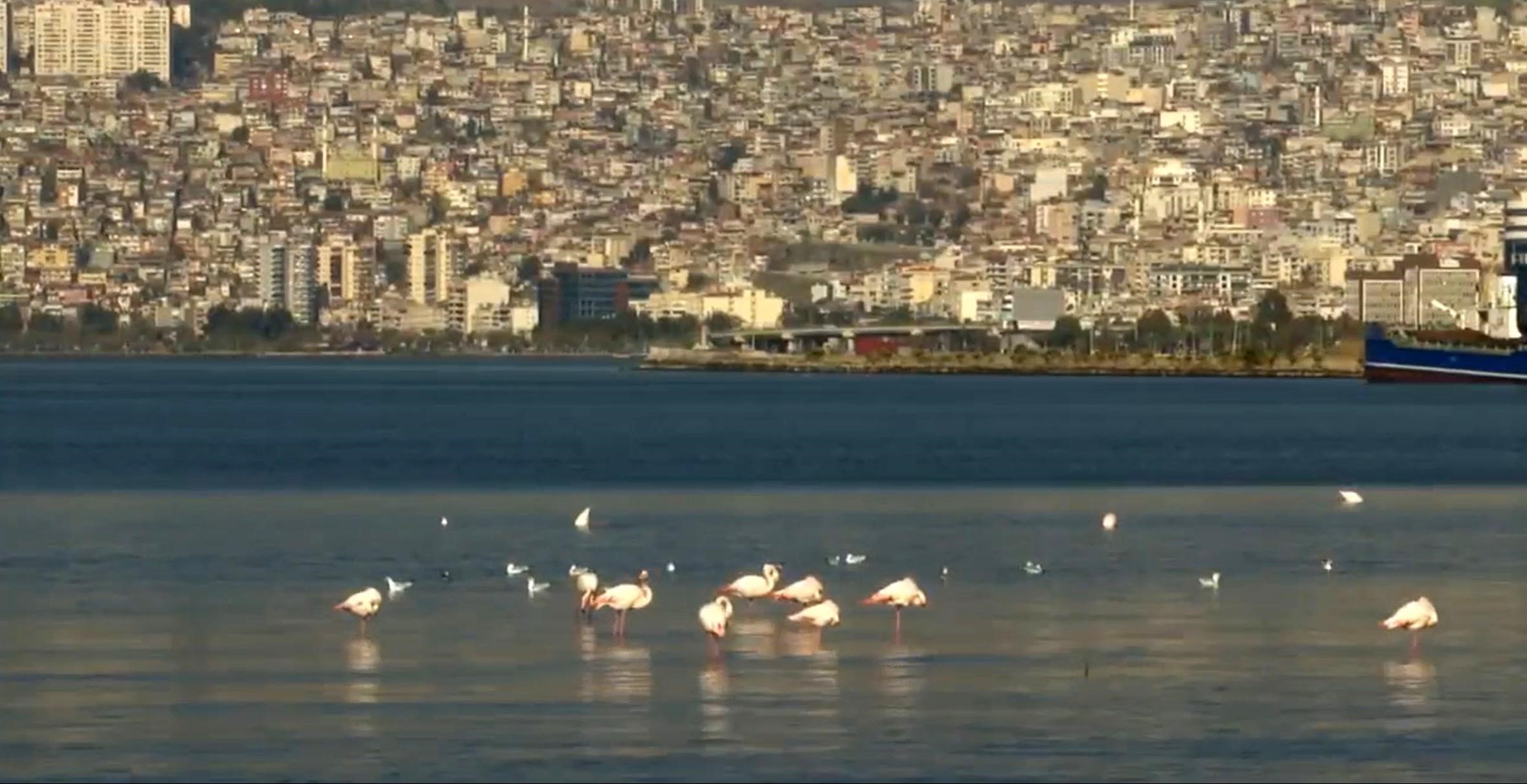 izmir korfezi flamingolar ve pelikanlar renklendi 1 MItTXRA3