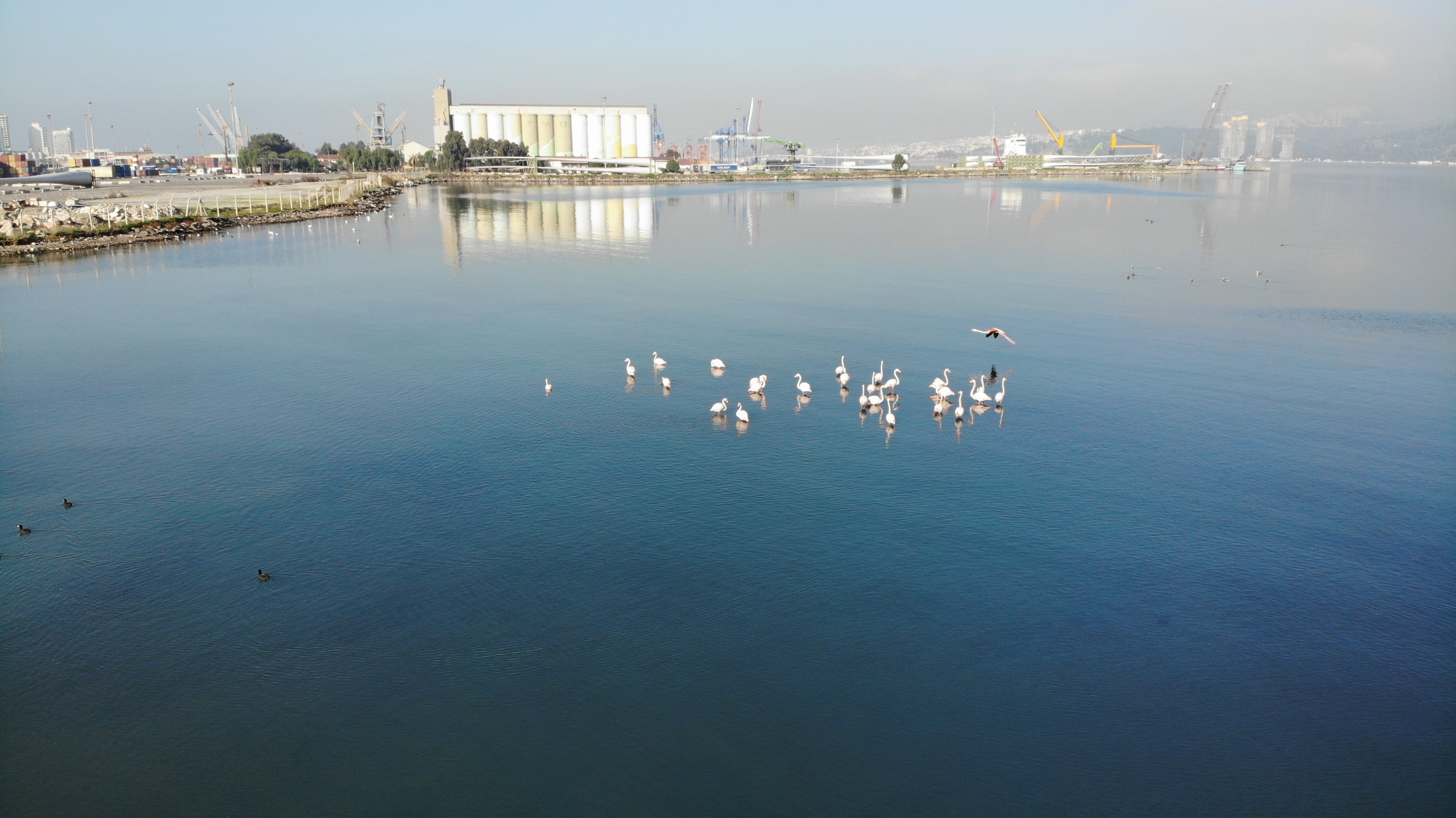 izmir korfezi flamingolar ve pelikanlar renklendi 3 lGUbvvFC