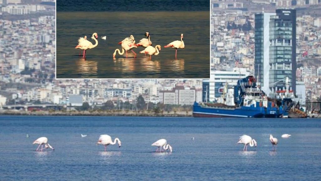 izmir korfezi flamingolar ve pelikanlar renklendi QgLczuEd