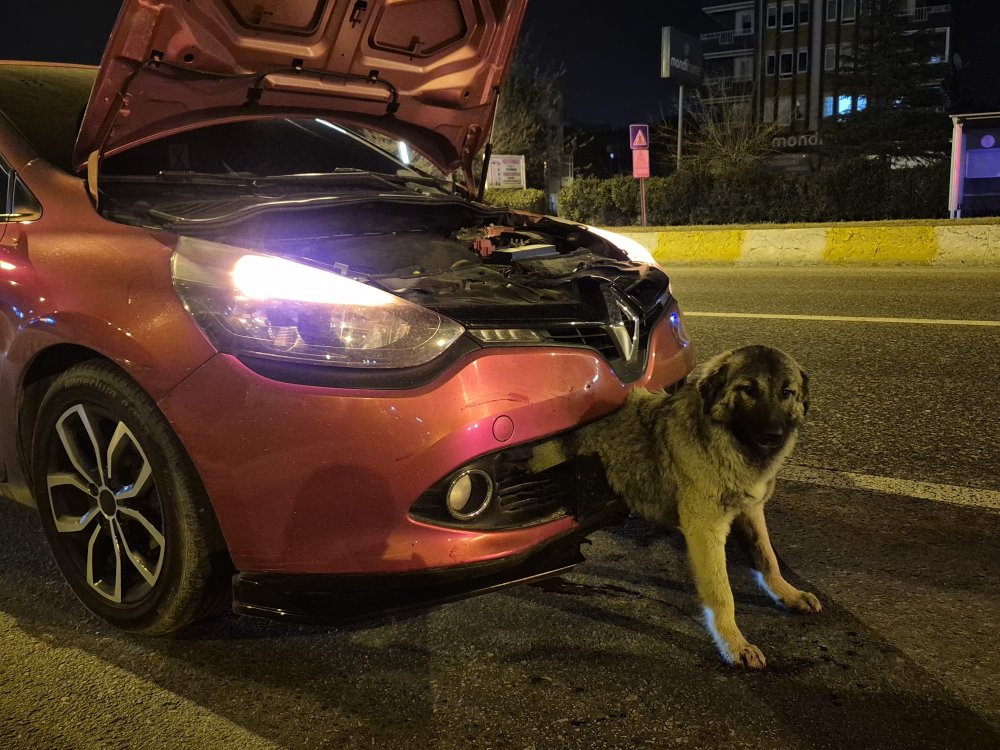 kopek yari beline kadar tampona gomuldu edirne itfaiyesi seferber oldu 0 YyRs51Ui