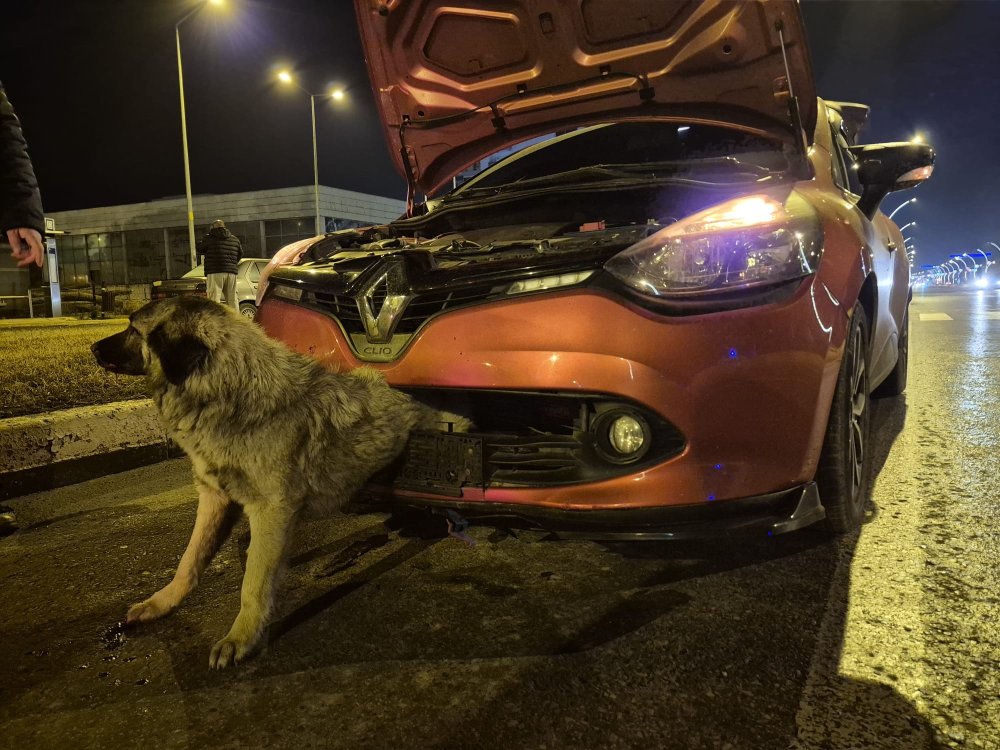 kopek yari beline kadar tampona gomuldu edirne itfaiyesi seferber oldu 2 BGzbia8T