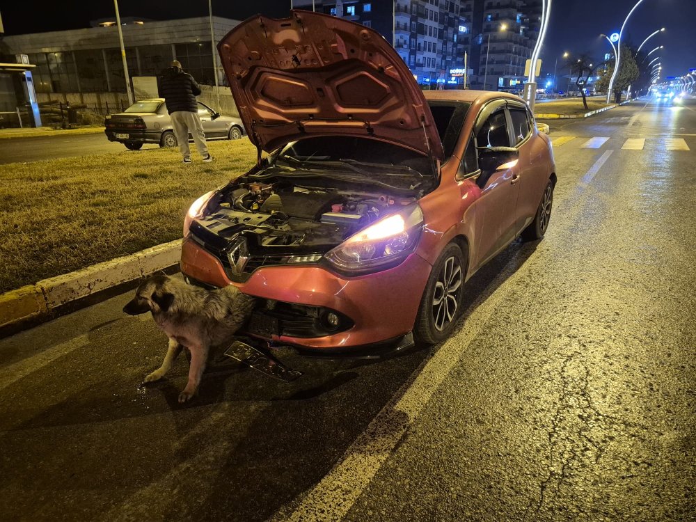 kopek yari beline kadar tampona gomuldu edirne itfaiyesi seferber oldu 3 ysbFzrTN