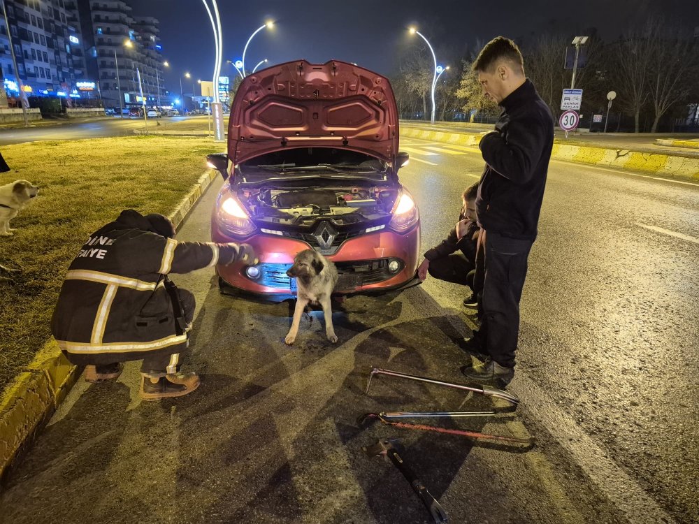 kopek yari beline kadar tampona gomuldu edirne itfaiyesi seferber oldu 5 m73rXzyv