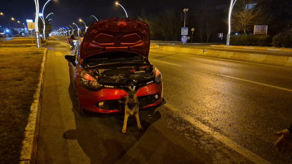 kopek yari beline kadar tampona gomuldu edirne itfaiyesi seferber oldu 7