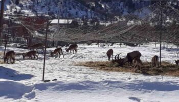 antalyanin urkek misafirleri yaban kecileri mahalleye indi kb7SPFWR