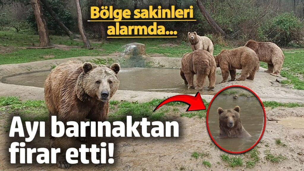 ayi barinaktan firar etti bolge sakinleri alarmda i932ldEO