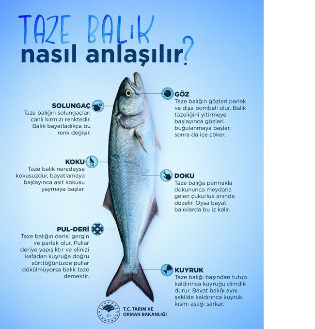 bakanligin taze balik paylasimina tepki geldi chpli vekil isyan etti 2 vOhc7G4O