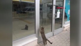 bursada kahraman kedi gundem oldu vv5tD57n