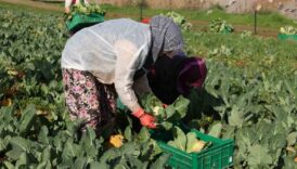 efeler belediyesinin karnabaharlari hasat edildi rmJHH2cY