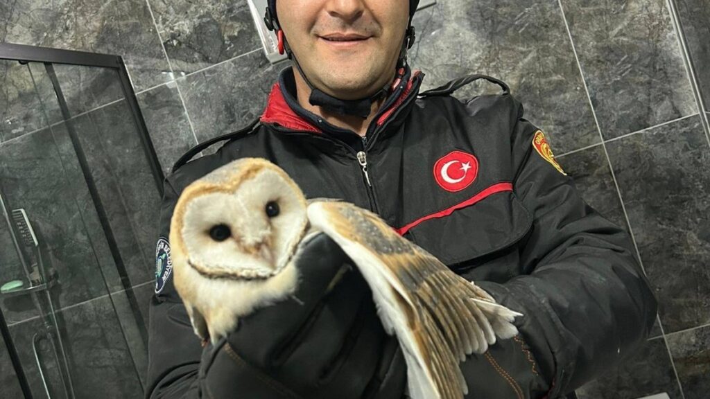 evin banyosunda mahsur kalan baykusu itfaiye ekibi kurtardi Q8VPKWLZ