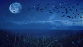 gece goc eden kuslarla ilgili ilginc bilgiler isin uzmanlari anlatiyor faTZKpOX