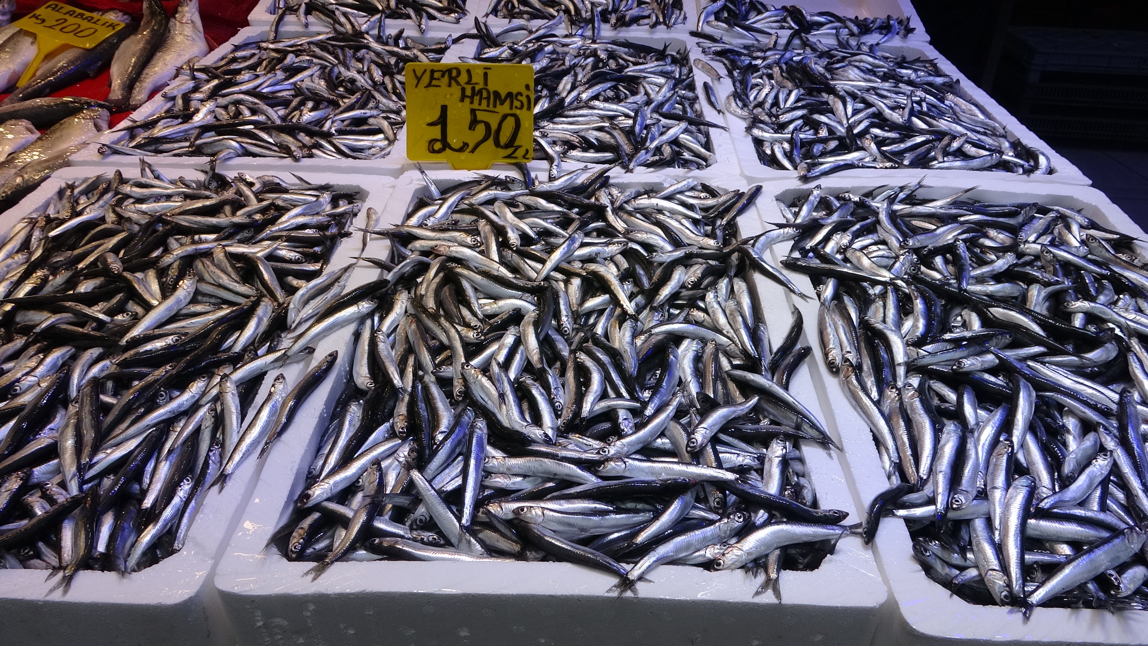hamsi tezgahtan kacti yerini 2 balik alacak 0 df1S7zbA