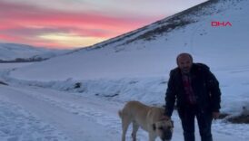 kahraman kral cobani kurtlardan kurtardi 17erdqUl