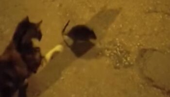 kedinin pati darbeleri fareyi ziplatti QCrvDSZy