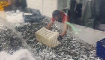 tek seferde 17 ton sardalya avladilar 8KCF3VSu