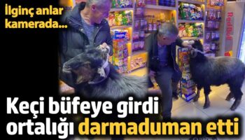 trabzonda keci bufeye girdi ortaligi darmaduman etti KAstYiyx