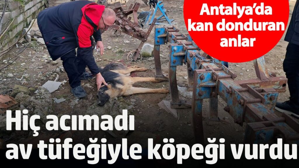antalyada kan donduran anlar hic acimadi av tufegiyle kopegi vurdu XLwApSgd