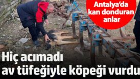 antalyada kan donduran anlar hic acimadi av tufegiyle kopegi vurdu XLwApSgd