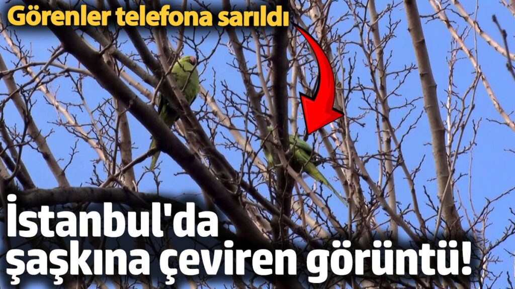 buyukcekmecede saskina ceviren goruntu papaganlari gorenler telefona sarildi xJNey1be