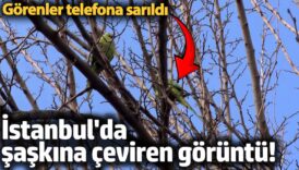 buyukcekmecede saskina ceviren goruntu papaganlari gorenler telefona sarildi xJNey1be