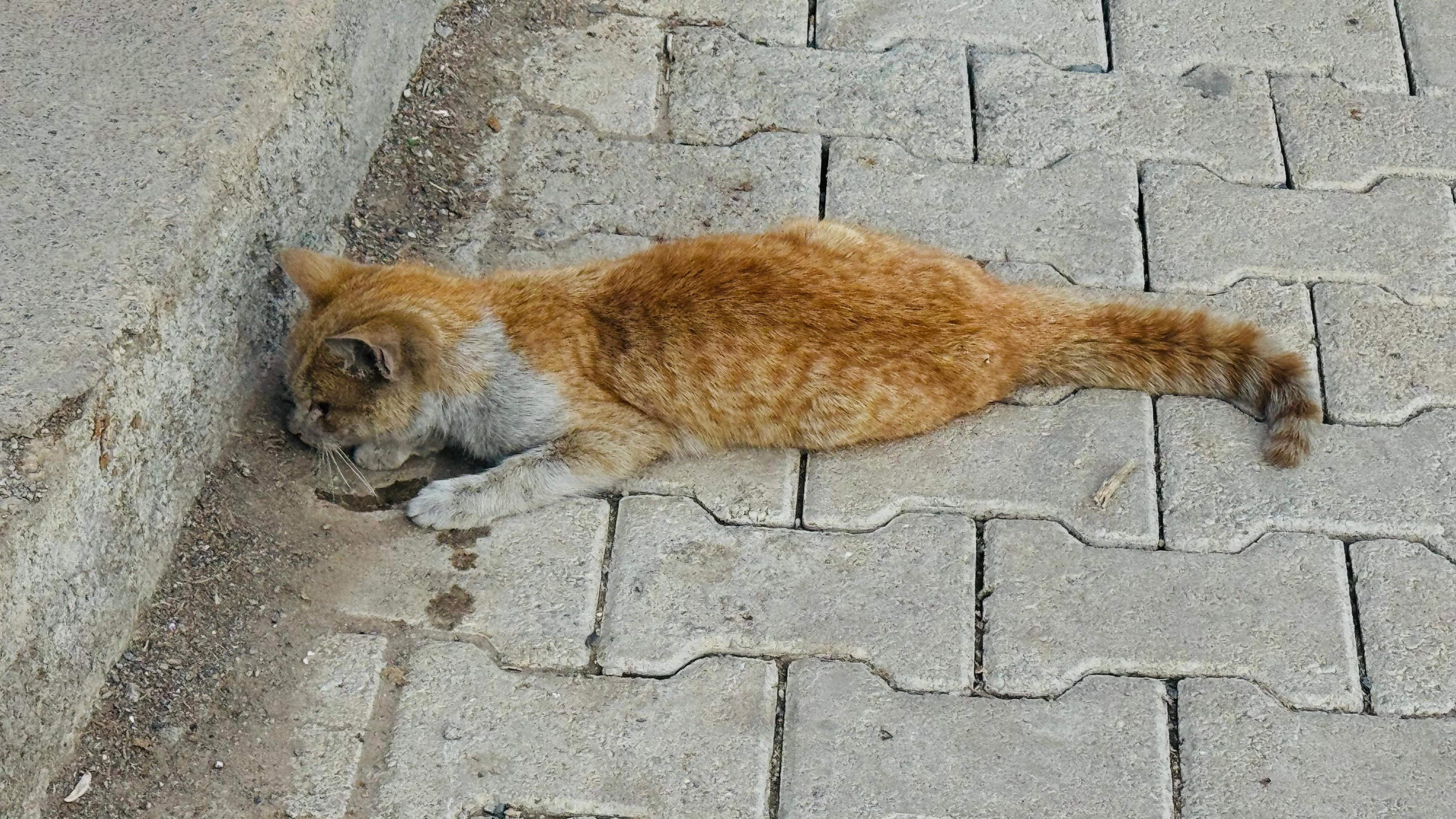 can cekisen kediye kalp masaji 1 T69GAGZJ