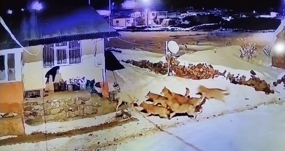 coban kopegi deliye dondu coban kopegi 6 kurdu koyu zindan etti 0 QNsJJddy