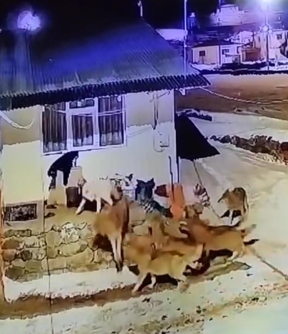 coban kopegi deliye dondu coban kopegi 6 kurdu koyu zindan etti 2 kmPsRHzi
