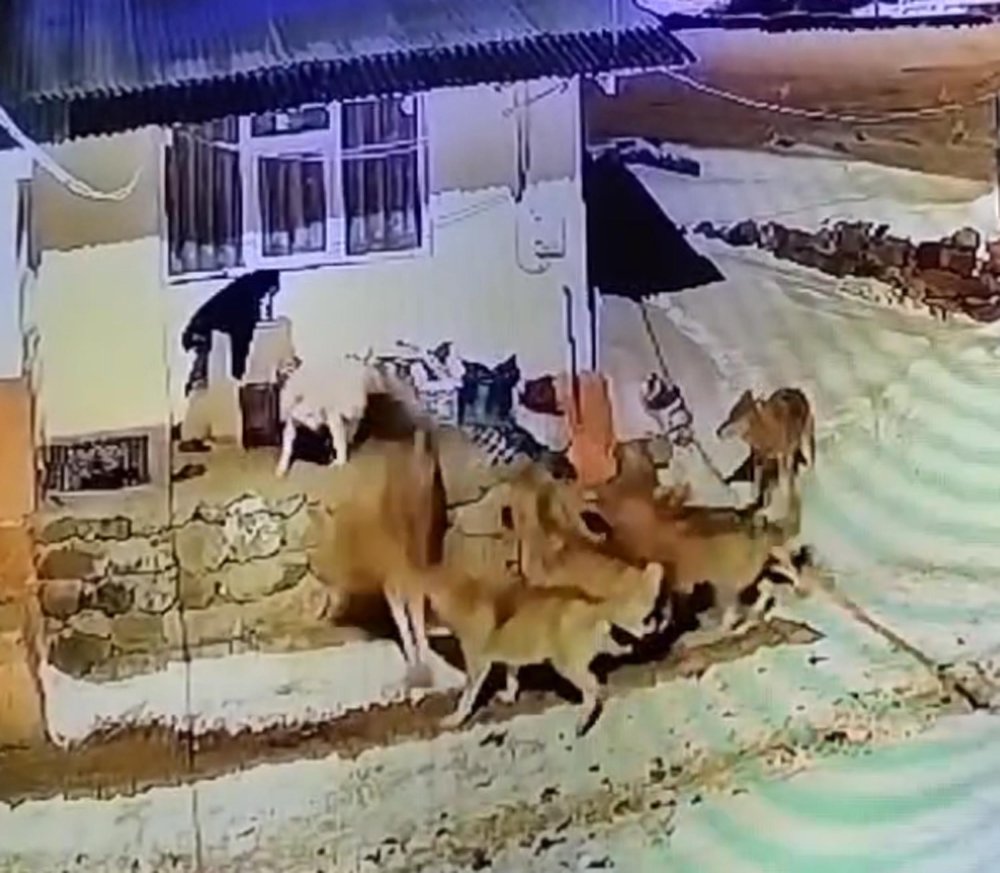 coban kopegi deliye dondu coban kopegi 6 kurdu koyu zindan etti 3