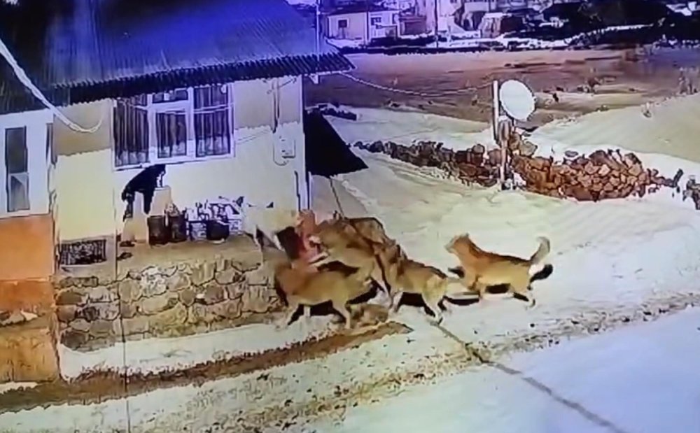 coban kopegi deliye dondu coban kopegi 6 kurdu koyu zindan etti 4 JLEl7Dz6