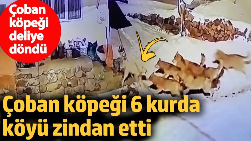 coban kopegi deliye dondu coban kopegi 6 kurdu koyu zindan etti FyTxJNMB