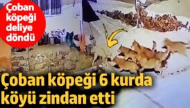 coban kopegi deliye dondu coban kopegi 6 kurdu koyu zindan etti FyTxJNMB
