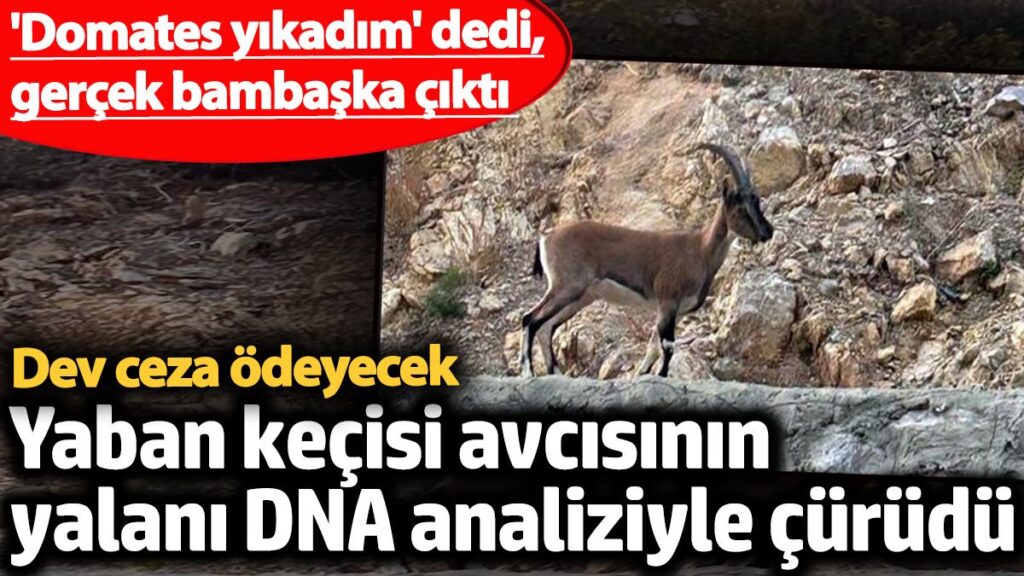 domates yikadim dedi gercek bambaska cikti yaban kecisi avcisinin yalani dna analiziyle curudu 661 Nqqx4zX2