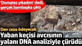 domates yikadim dedi gercek bambaska cikti yaban kecisi avcisinin yalani dna analiziyle curudu 661 Nqqx4zX2