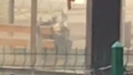 duzcede bombali canta panigi ZZey36XB