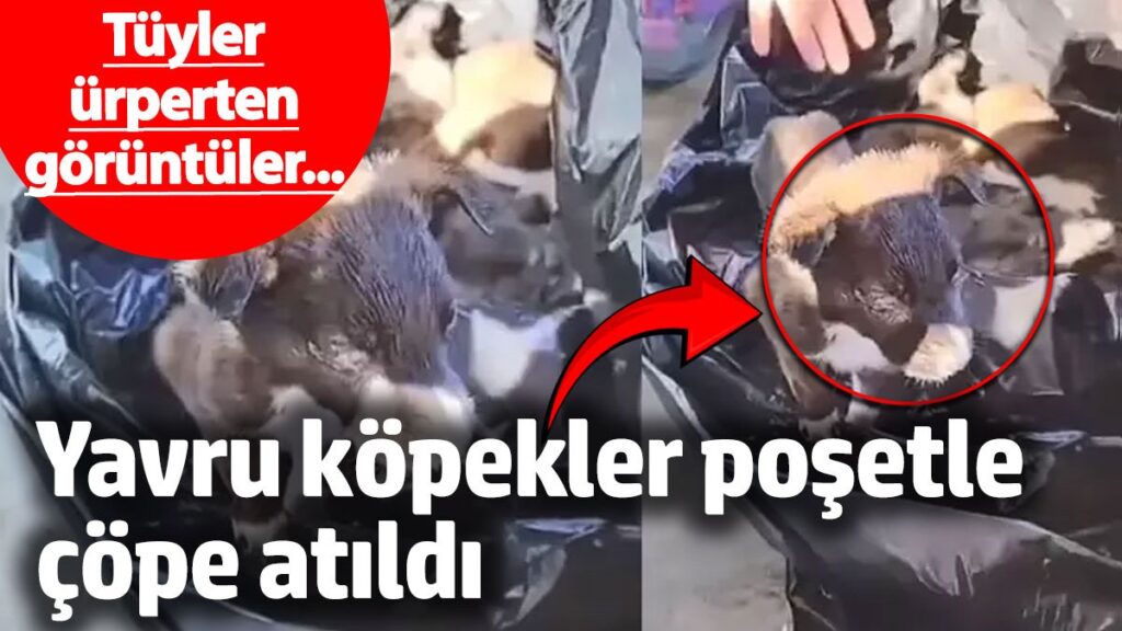 edirnede skandal goruntuler yavru kopekler posetle cope atildi ld5VQPmz