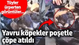 edirnede skandal goruntuler yavru kopekler posetle cope atildi ld5VQPmz