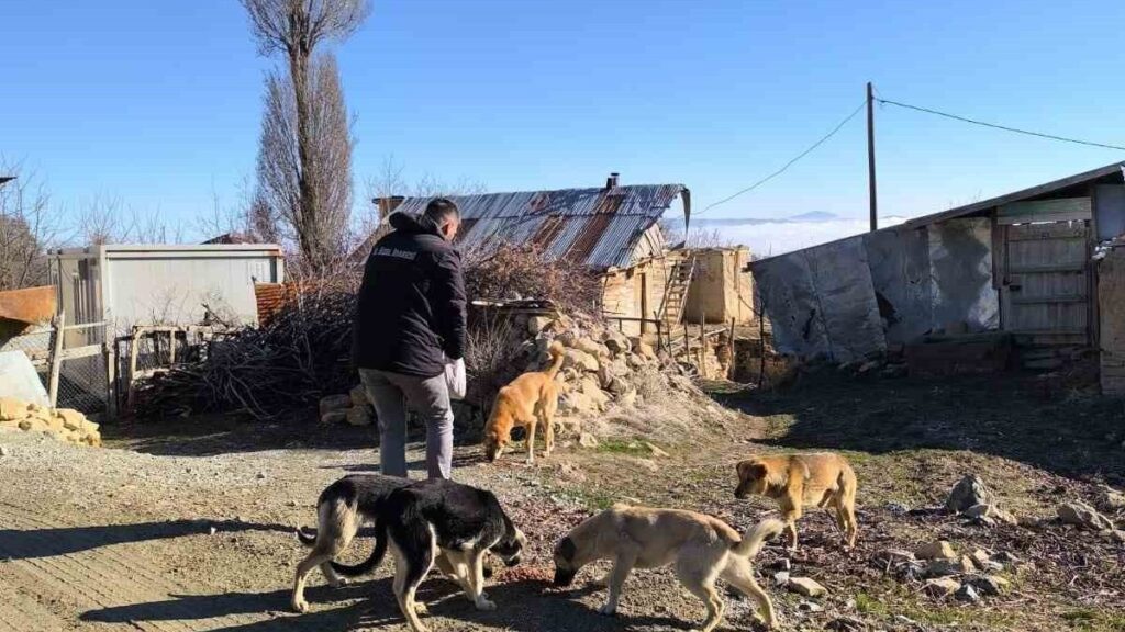 elazig sokak hayvanlarini unutmadi 1Olm3ij4