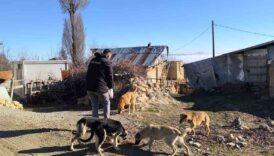 elazig sokak hayvanlarini unutmadi 1Olm3ij4