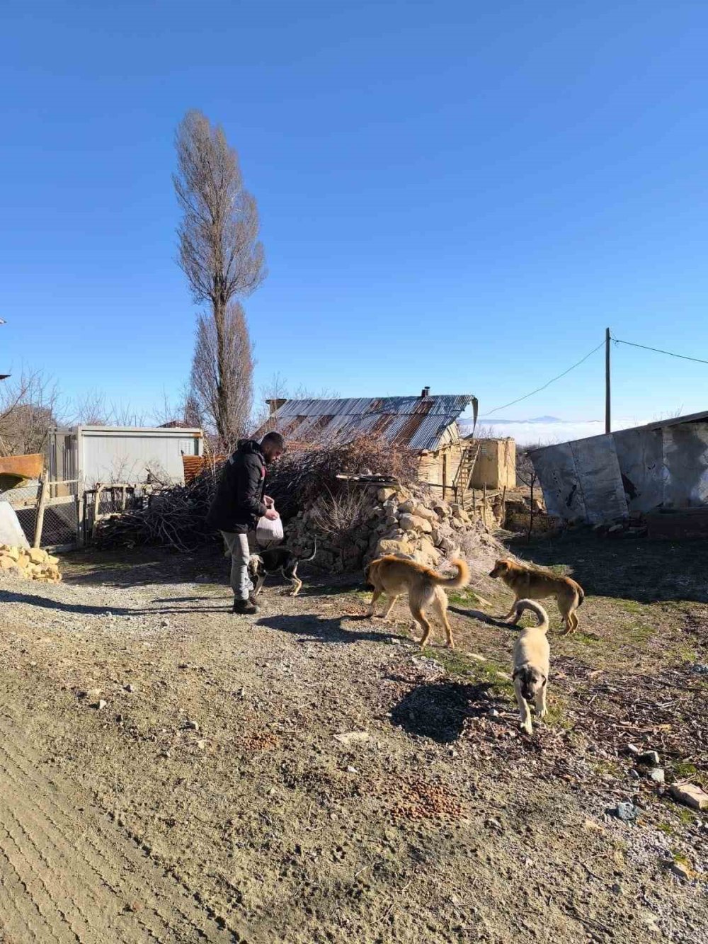 elazig sokak hayvanlarini unutmadi 2 wriBJG8M