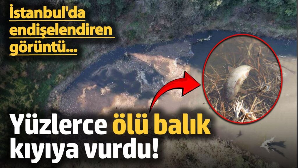eyupsultanda endiselendiren goruntu yuzlerce olu balik kiyiya vurdu T2GyraWy