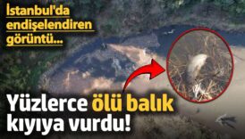 eyupsultanda endiselendiren goruntu yuzlerce olu balik kiyiya vurdu T2GyraWy