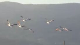 flamingolar balikesir burhaniyeyi mesken tuttu cQY2Piy4