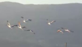 flamingolar balikesir burhaniyeyi mesken tuttu cQY2Piy4