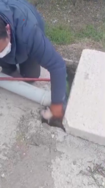 kanalizasyon kuyusuna dusen 3 yavru kopegin yardimina vatandas kostu 0 gXN4mX5z
