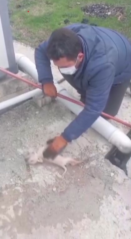kanalizasyon kuyusuna dusen 3 yavru kopegin yardimina vatandas kostu 3