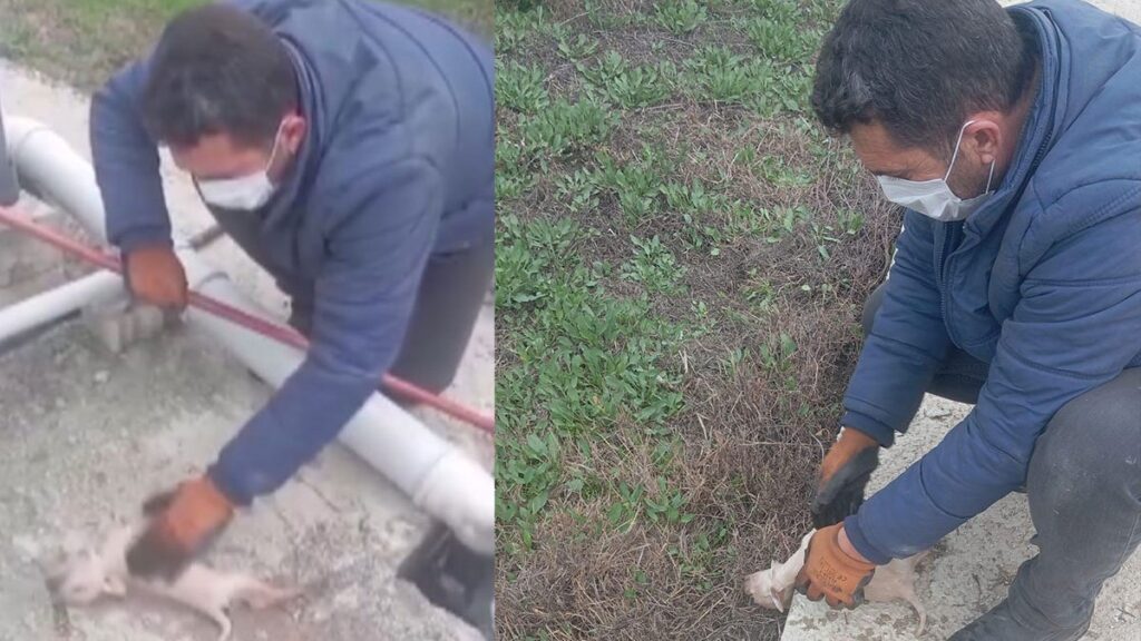 kanalizasyon kuyusuna dusen 3 yavru kopegin yardimina vatandas kostu sJPTnu7T