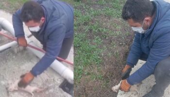kanalizasyon kuyusuna dusen 3 yavru kopegin yardimina vatandas kostu sJPTnu7T